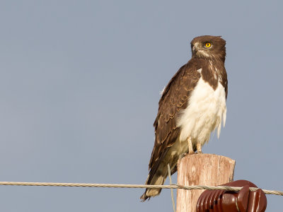 Black-chested Snake Eagle - Zwartborstslangenarend - Circaète à poitrine noire