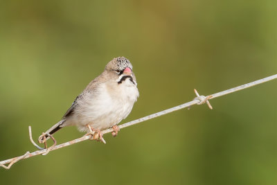 Scaly-feathered Finch - Baardmanwever - Sporopipe squameux