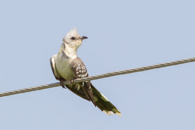 Great Spotted Cuckoo - Kuifkoekoek - Coucou geai