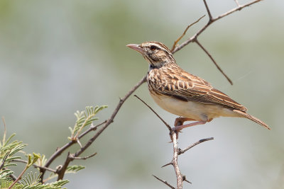 Sabota Lark - Sabota-leeuwerik - Alouette sabota