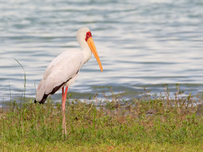 Yellow-billed Stork - Afrikaanse Nimmerzat - Tantale ibis