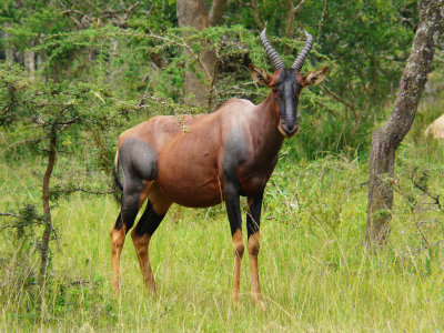 Mammals of Uganda