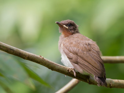 Common Bulbul - Grauwe Buulbuul - Bulbul des jardins (j)