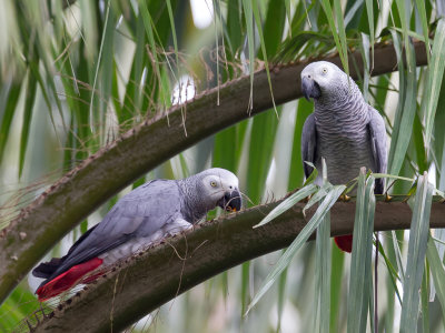 Grey Parrot - Grijze Roodstaartpapegaai - Perroquet jaco