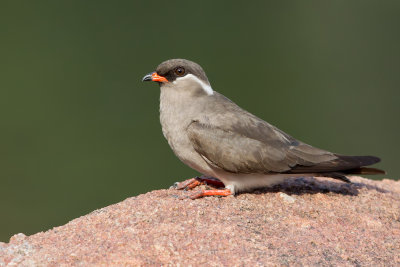 Rock Pratincole - Rotsvorkstaartplevier - Glaréole auréolée