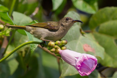 Olive Sunbird - Olijfgroene Honingzuiger - Souimanga olivtre