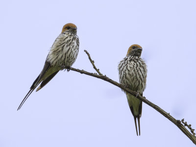 Lesser Striped Swallow - Savannezwaluw - Hirondelle strie