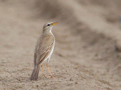 Long-legged Pipit - Langpootpieper - Pipit  longues pattes