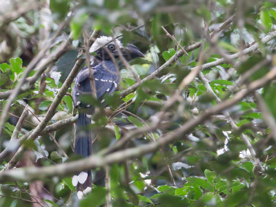 Eastern Long-tailed Hornbill - Witkuiftok - Calao  huppe blanche