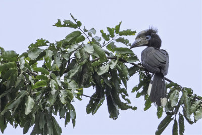 Black-casqued Hornbill - Blauwkeelneushoornvogel - Calao à casque noir