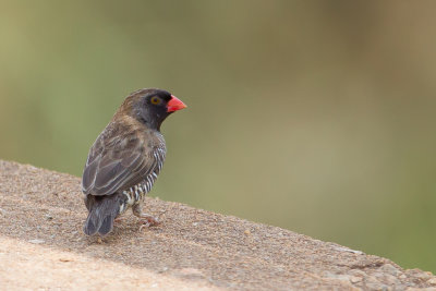 Quailfinch - Kwartelastrild - Astrild-caille  face noire (m)