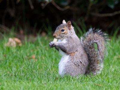 Eastern gray squirrel