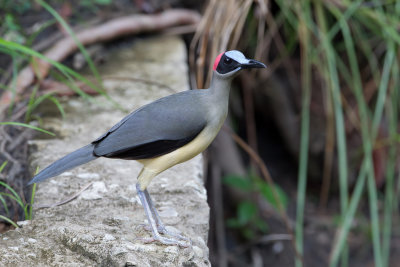 Grey-necked Rockfowl - Grijsnekkaalkopkraai - Picatharte du Cameroun