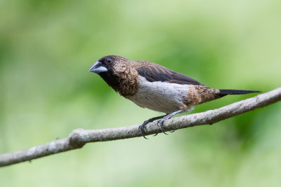 White-rumped Munia - Spitsstaartbronzemannetje - Capucin domino