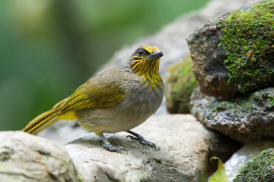 Stripe-throated Bulbul - Vlekkeelbuulbuul - Bulbul de Finlayson