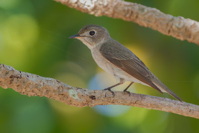 Asian Brown Flycatcher - Bruine Vliegenvanger - Gobemouche brun