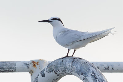 Black-naped Tern - Zwartnekstern - Sterne diamant