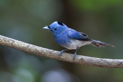 Black-naped Monarch - Zwartnekmonarch - Tchitrec azur (m)