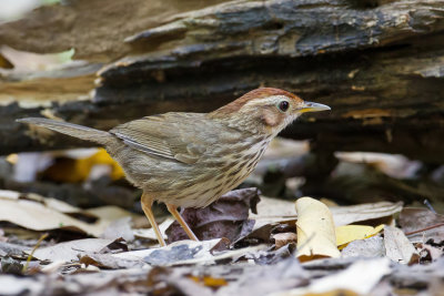 Puff-throated Babbler - Gevlekte Jungletimalia - Akalat  poitrine tachete