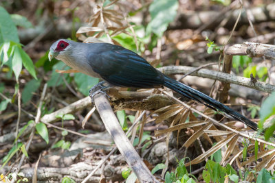 Green-billed Malkoha - Grote Groensnavelmalkoha - Malcoha sombre