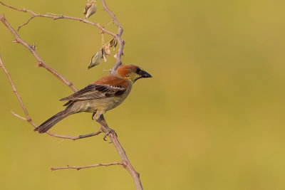 Plain-backed Sparrow - Geelbuikmus - Moineau flavole (m)