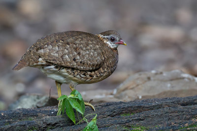 Green-legged Partridge - Groenpoot-bospatrijs - Torquole des bois