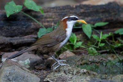 White-browed Scimitar Babbler - Witbrauwkruiplijster - Pomatorhin  tte ardoise