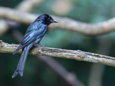 Bronzed Drongo - Bronsdrongo - Drongo bronzé