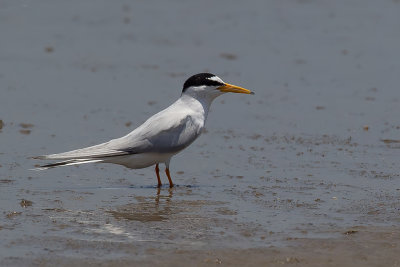 Little Tern - Dwergstern - Sterne naine