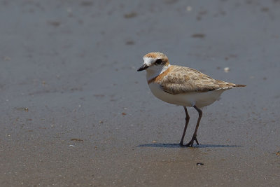 Malaysian Plover - Maleise Plevier - Pluvier de Pron (f)