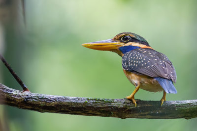 Rufous-collared Kingfisher - Maleise Bosijsvogel - Martin-chasseur trapu (f)