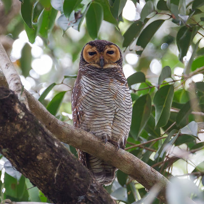 Spotted Wood Owl - Maleise Bosuil - Chouette des pagodes