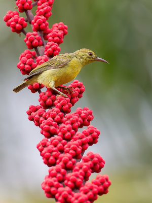 Brown-throated Sunbird - Bruinkeelhoningzuiger - Souimanga  gorge brune (f)