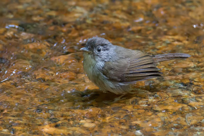 Brown Fulvetta - Grijze Nontimalia - Alcippe brun