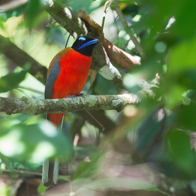 Scarlet-rumped Trogon - Roodrugtrogon - Trogon de Duvaucel (m)