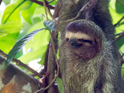Brown-throated three-toed sloth