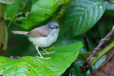 Rufescent Prinia - Roestprinia - Prinia rousstre