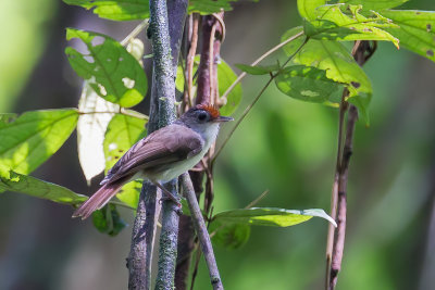 Rufous-crowned Babbler - Roodkaptwijgtimalia - Akalat gant