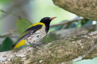 Dark-throated Oriole - Geelrugwielewaal - Loriot  gorge noire (m)