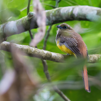 Orange-bellied Trogon - Oranjebuiktrogon - Trogon  ventre orange (f)