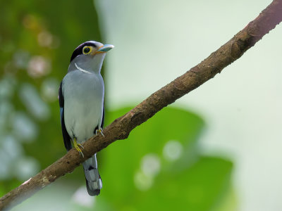 Silver-breasted Broadbill - Wenkbrauwbreedbek - Eurylaime de Gould