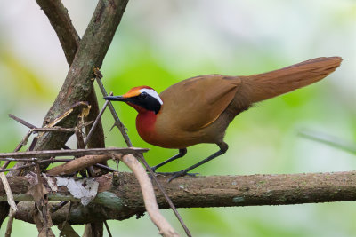 Rail Babbler - Ralbabbelaar - Eupte  longue queue