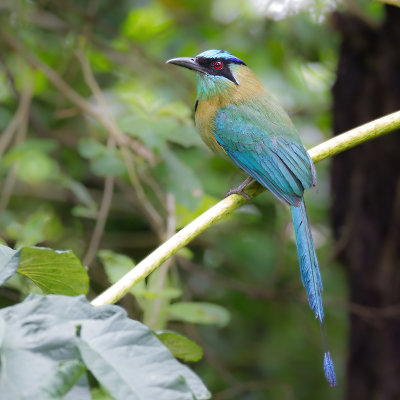 Lesson's Motmot - Lessons Motmot - Motmot de Lesson