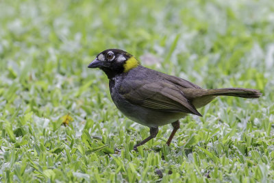 White-eared Ground Sparrow - Witoorgrondgors - Tohi oreillard