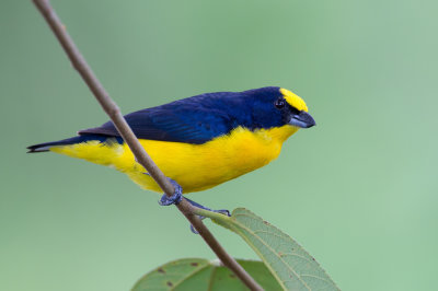 Thick-billed Euphonia - Dikbekorganist - Organiste à bec épais (m)