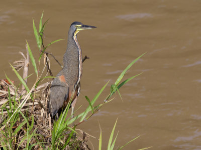 Bare-throated Tiger Heron - Mexicaanse Tijgerroerdomp - Onoré du Mexique