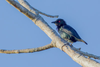 Short-tailed Starling - Kleine Purperspreeuw - Stourne  queue courte