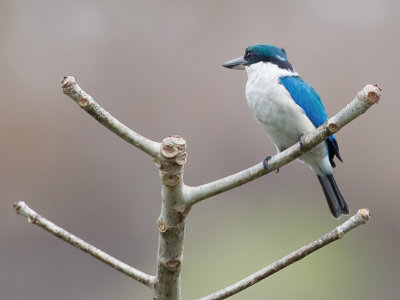 White-collared Kingfisher - Witkraagijsvogel - Martin-chasseur  collier blanc