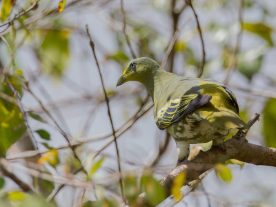 Sumba Green Pigeon - Soembapapegaaiduif - Colombar de Sumba (f)