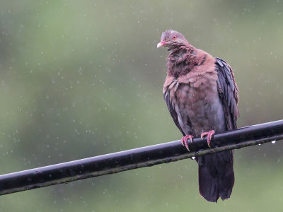 Red-billed Pigeon - Roodsnavelduif - Pigeon à bec rouge